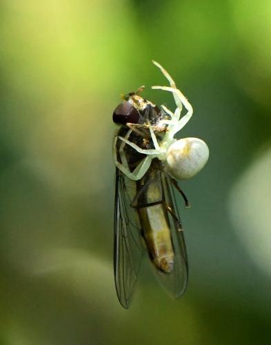 Meliscaeva auricollis